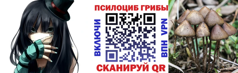 Псилоцибиновые грибы Cubensis Новосокольники